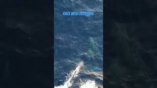 Race with dolphins in mid sea# #vairalvideo #sea #deepsea #ship #sailor #dolphin #viralshorts