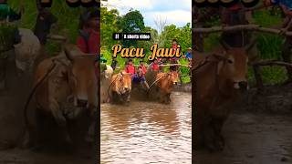 PACU JAWI (STORY) #shorts #pacujawi #opening #minangkabau #indonesia #viralvideo #cowrace #ride #cow