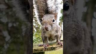 Serelépe curioso veio cheirar o celular! Esquilo Squirrel #nature #natureza