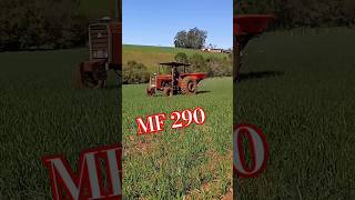 Massey Ferguson 290 passando uréia no trigo. #viagem_ao_mundo_da_agricultura