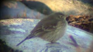 Hedpiplärka/Buff-bellied Pipit.