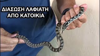 Απομάκρυνση Λαφιάτη από κατοικία - Snake rescue and removal