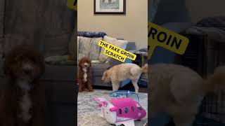 NEW!! Doodle Doggie Duel- Part 19 “The Last Stand” #dogs #animals #pets #doglover #life #shorts