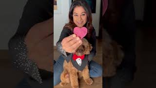 Valentine's Treats for My Beloved Lucifer from Pupcake Factory | Furry Valentine | Dog Love