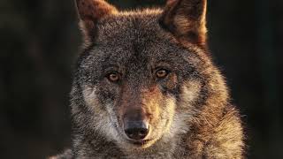 A Wolf Message to Humanity, WolfGang Reforest