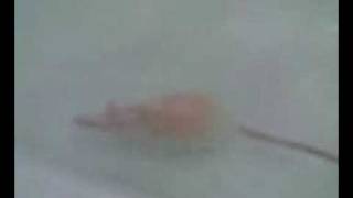 my pet rat in the bath