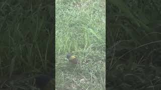 #paintedbunting#wildlifephotography #wildlife #beautiful #youtubeshorts