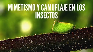 Mimetismo y camuflaje en los insectos 🐞