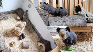 New Cage For Skinny Pigs!