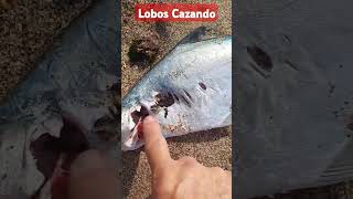 Lobos Cazando