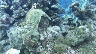 Playa Kalli (Alice in Wonderland) Dive 1, 1-15-24, Curacao