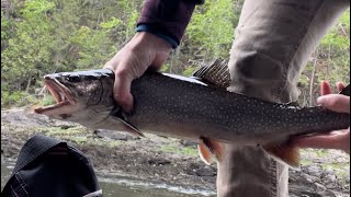 2 big brookies from one spot #fishing #brooktrout