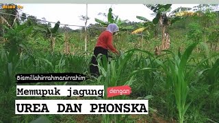 memupuk jagung #petani #jagung