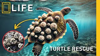 Removing Barnacles from Sea Turtles | Animal Rescue Compilation