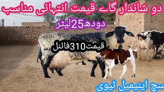 03466152628| cholistani friesian cross cow| jersey cholistan cross cow| jersey cow| cholistani cows