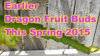 Eariler Dragon Fruit buds in 2015