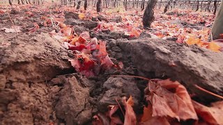 Tareas de invierno: subsolado y poda