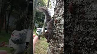 Serelépe mansinho Esquilo pegando castanha na mão #esquilo #squirrel # serelepe #natureza