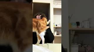 LOL! Why Does my Dog Act so MAD All the Time?  Your Daily Dose of Cute DOGS  AND CATS Compilation! 🐶