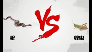 動物之間的對決，究竟誰才是王者？|In the match between animals, who is the king?