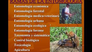 Introduccion a la Entomología Parte 2 Raul Muñóz