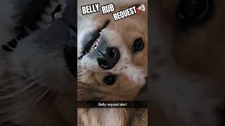 🐕ALERT🌹DOG DEMANDS BELLY RUBS #gooddog #pets #cutedog #puppy #funnyanimals #doglife #doglover #short