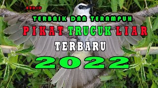 Suara Pikat trucuk liar terbaik dan paling ampuh mp3 durasi panjang.yellow vanted bulbul sound