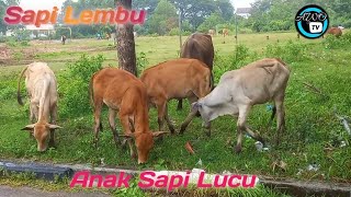 Sapi Lembu | Anak sapi lembu lucu makan rumput hijau #cow #cows #sapi #lembu #lembulucu #sapilucu