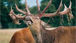 Tanduk dan Rusa #animals #video #wildlife