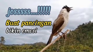 Suara Burung KUTILANG Josss Buat Pancingan Burung Kutilang Liar Auto Mendekat