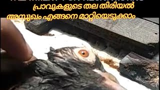 Kerala Pigeons ,Treatment for neck twisting in birds and pigeons /in Malayalam,