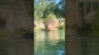 Despite their bulky appearance, hippos can run up to 19 miles per hour on land.