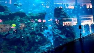 Dubai Aquarium