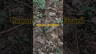 Common Wall Lizard 🦎 #viralvideo #shorts