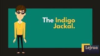 📺The Indigo Jackal • Animal Story • Lejrua