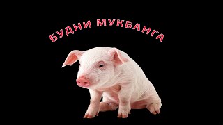 МУКБАНГ ТУПИТ И СВИНЯЧИТ / НАЕЗД ИГОРЯ НА ЦУБУ