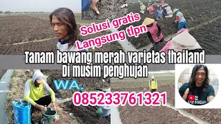 tutorial tanam bawang merah,varietas thailand di musim penghujan