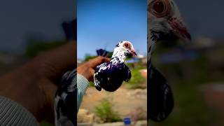 #pigeon #video #viral #shots #viwes #youtubeshort #youtubevideos