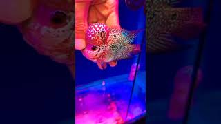 monster kok flowerhorn#shorts #feeding #flowerhorn