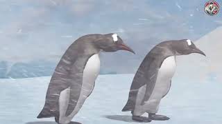 Saving injured penguin and giving them a second chance at life | Animal rescue compilation