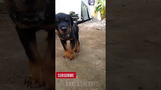 Rottweiler Puppies Walking in slowmo | Kaala the Rott | Rottweiler puppy | New Born Puppy |Rottie