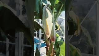 Banana Jungle in My Backyard! More flowering = more 🍌!!! #shorts #banana