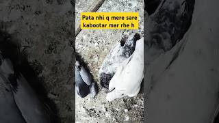 Kabootar sad video #shorts #viralvideos #nafeespigeon #pigeon