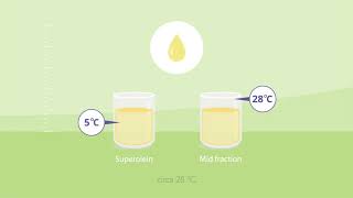 How is palm oil produced? (3) Fractionation (sottotitoli in italiano)