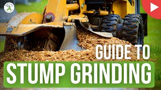 Guide to Stump Grinding - Shanes Trees