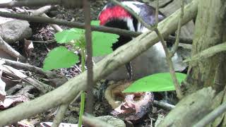 Downy Woodpecker