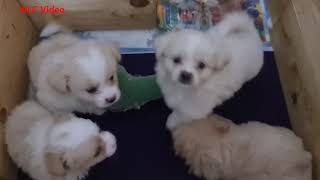 Playful Puppies Part II - NLC Video