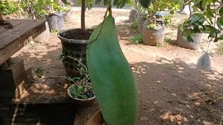 Berkebun Dihalaman Rumah Tanam Mangga jenis ini.#tipsberkebun #viral #petanimuda #fruit #diygarden