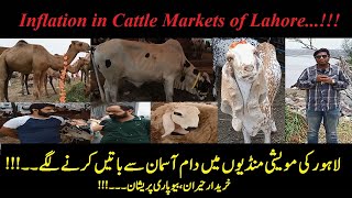 Maweshi Mandi Me Janwar Mehnga | Much increased Cattle price in Market of Lahore | Dawar Productions