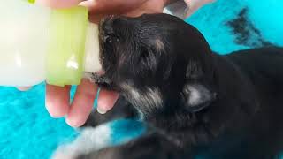 2 weeks old puppies, bottle feeding. Finnish Lapphund